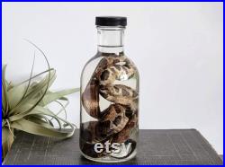 Spécimen humide de serpent à tête de cuivre de 24 conservé dans un bocal en verre, bizarreries, cabinet de curiosités, décor gothique, art, cadeau unique, taxidermie