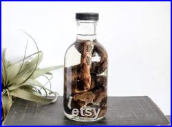 Spécimen humide de serpent à tête de cuivre de 24 conservé dans un bocal en verre, bizarreries, cabinet de curiosités, décor gothique, art, cadeau unique, taxidermie