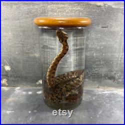 Spécimen humide de serpent préservé, bocal en verre, histoire naturelle, cabinet de curiosités