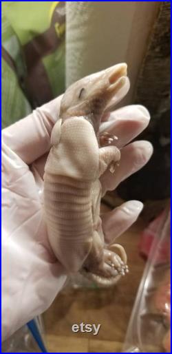 Spécimen humide foetal armadillo taxidermy antique fixé dans les bizarreries formalin obscur serpent reptile bébé lapin renard coyote freakshow