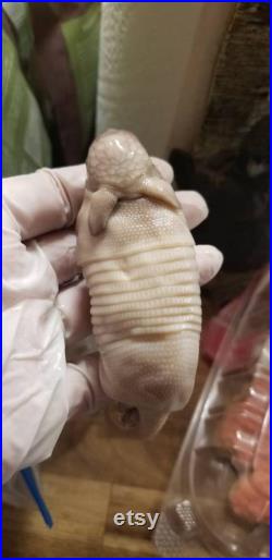 Spécimen humide foetal armadillo taxidermy antique fixé dans les bizarreries formalin obscur serpent reptile bébé lapin renard coyote freakshow