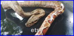 Spécimen humide hypo redtail boa snake taxidermy mount formalin fixed oddities Obscure