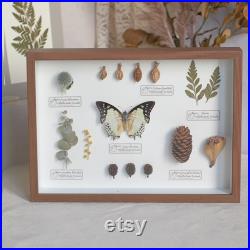 Spécimen original de papillon fait à la main, décoration de cadre photo en fleurs séchées, décoration de spécimen plante, peinture, cadeau