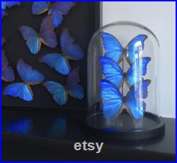 Splendide Ensemble de 3 Papillons Exotiques Morpho Didius du Pérou appelé le Géant Bleu sous globe Contemporain Cloche verre Curiosités