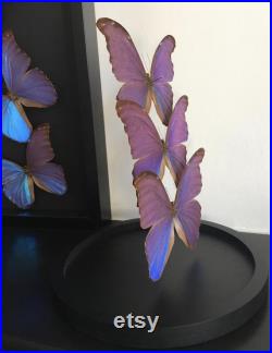 Splendide Ensemble de 3 Papillons Exotiques Morpho Didius du Pérou appelé le Géant Bleu sous globe Contemporain Cloche verre Curiosités