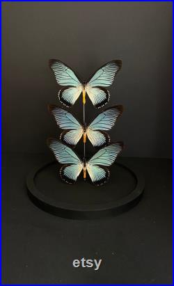 Splendide Ensemble de 3 Papillons Exotiques Zalmoxis d'Afrique appelé le Géant vert sous globe Contemporain Cloche verre Curiosités