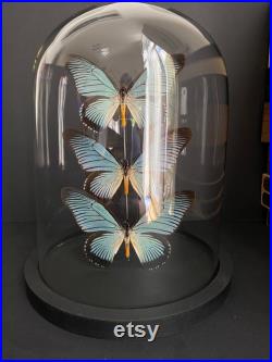 Splendide Ensemble de 3 Papillons Exotiques Zalmoxis d'Afrique appelé le Géant vert sous globe Contemporain Cloche verre Curiosités