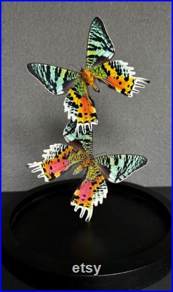 Splendide Envol de 2 papillons Exotiques Urania Ripheus femelles de Madagascar sous globe contemporain