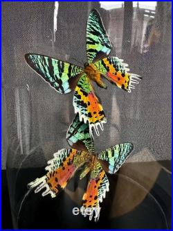 Splendide Envol de 2 papillons Exotiques Urania Ripheus femelles de Madagascar sous globe contemporain