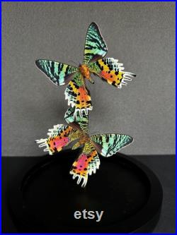 Splendide Envol de 2 papillons Exotiques Urania Ripheus femelles de Madagascar sous globe contemporain