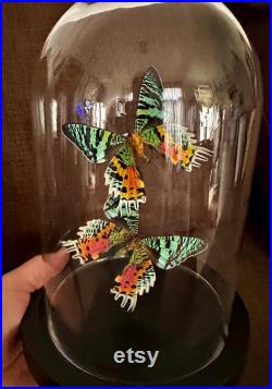 Splendide Envol de 2 papillons Exotiques Urania Ripheus femelles de Madagascar sous globe contemporain