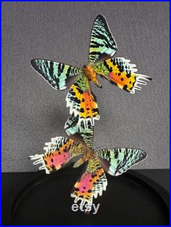 Splendide Envol de 2 papillons Exotiques Urania Ripheus femelles de Madagascar sous globe contemporain