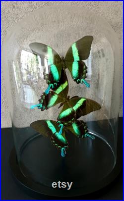 Splendide Envol de 3 Papillons Exotiques Blumei Blumei d'Indonésie sous globe Contemporain Cloche verre Cabinet Curiosités