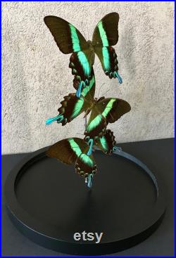 Splendide Envol de 3 Papillons Exotiques Blumei Blumei d'Indonésie sous globe Contemporain Cloche verre Cabinet Curiosités