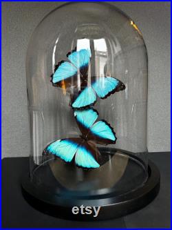 Splendide Envolée de 2 Papillons Exotiques Morpho Achilles sous globe en verre Contemporain