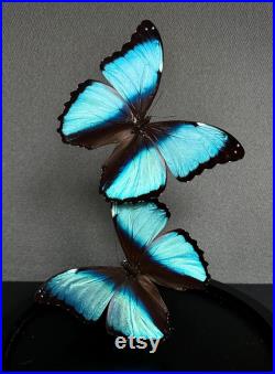 Splendide Envolée de 2 Papillons Exotiques Morpho Achilles sous globe en verre Contemporain