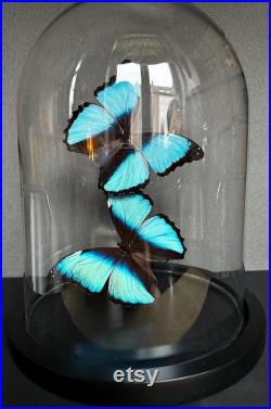 Splendide Envolée de 2 Papillons Exotiques Morpho Achilles sous globe en verre Contemporain