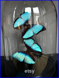 Splendide Envolée de 2 Papillons Exotiques Morpho Achilles sous globe en verre Contemporain