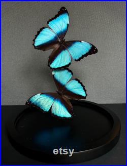 Splendide Envolée de 2 Papillons Exotiques Morpho Achilles sous globe en verre Contemporain