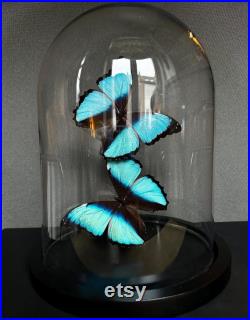 Splendide Envolée de 2 Papillons Exotiques Morpho Achilles sous globe en verre Contemporain