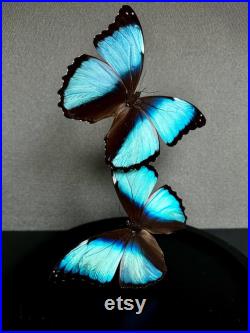 Splendide Envolée de 2 Papillons Exotiques Morpho Achilles sous globe en verre Contemporain