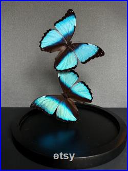 Splendide Envolée de 2 Papillons Exotiques Morpho Achilles sous globe en verre Contemporain