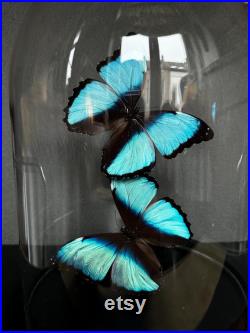 Splendide Envolée de 2 Papillons Exotiques Morpho Achilles sous globe en verre Contemporain
