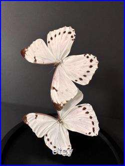 Splendide Envolée de 2 Papillons Exotiques Morpho Luna du Pérou sous globe en verre Contemporain