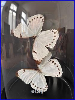 Splendide Envolée de 2 Papillons Exotiques Morpho Luna du Pérou sous globe en verre Contemporain
