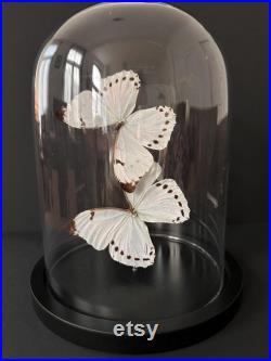 Splendide Envolée de 2 Papillons Exotiques Morpho Luna du Pérou sous globe en verre Contemporain