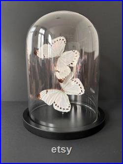 Splendide Envolée de 2 Papillons Exotiques Morpho Luna du Pérou sous globe en verre Contemporain
