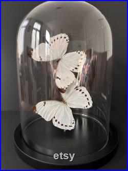 Splendide Envolée de 2 Papillons Exotiques Morpho Luna du Pérou sous globe en verre Contemporain