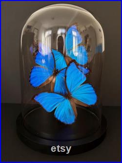 Splendide Envolée de 3 Papillons Exotiques Morpho Didius du Pérou sous globe en verre Contemporain