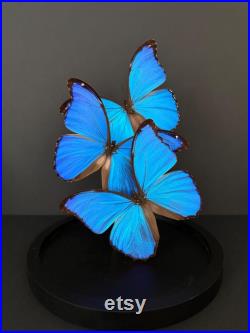 Splendide Envolée de 3 Papillons Exotiques Morpho Didius du Pérou sous globe en verre Contemporain