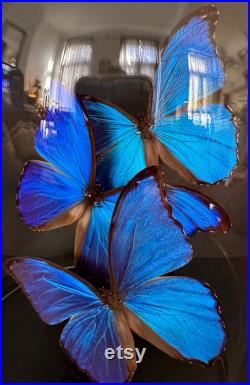 Splendide Envolée de 3 Papillons Exotiques Morpho Didius du Pérou sous globe en verre Contemporain