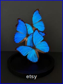Splendide Envolée de 3 Papillons Exotiques Morpho Didius du Pérou sous globe en verre Contemporain