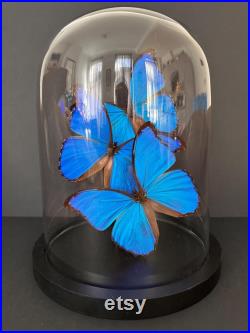 Splendide Envolée de 3 Papillons Exotiques Morpho Didius du Pérou sous globe en verre Contemporain