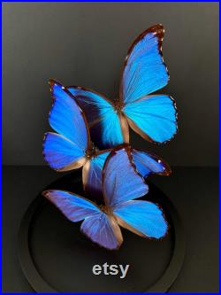 Splendide Envolée de 3 Papillons Exotiques Morpho Didius du Pérou sous globe en verre Contemporain