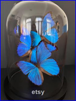 Splendide Envolée de 3 Papillons Exotiques Morpho Didius du Pérou sous globe en verre Contemporain