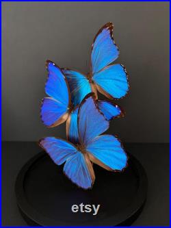 Splendide Envolée de 3 Papillons Exotiques Morpho Didius du Pérou sous globe en verre Contemporain