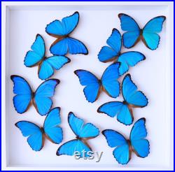 Splendide envol de 10 papillons Morpho Didius du Pérou naturalisés sous cadre en bois laqué blanc 50cmx50cm-Curiosités