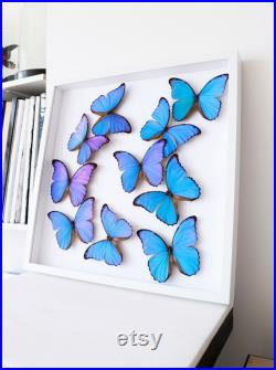 Splendide envol de 10 papillons Morpho Didius du Pérou naturalisés sous cadre en bois laqué blanc 50cmx50cm-Curiosités