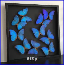 Splendide envol de 10 papillons Morpho Didius du Pérou naturalisés sous cadre en bois laqué noir 50cmx50cm-Curiosités