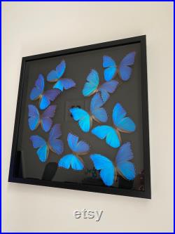 Splendide envol de 10 papillons Morpho Didius du Pérou naturalisés sous cadre en bois laqué noir 50cmx50cm-Curiosités