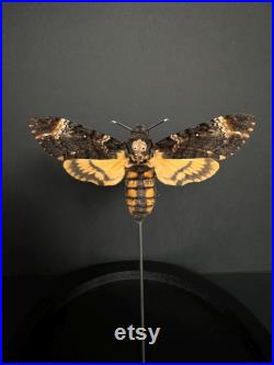 Splendide papillon Sphinx tête de mort Acherontia Atropos XL sous globe contemporain socle noir d'après le film Le silence des agneaux Splendide papillon Sphinx tête de mort Acherontia Atropos XL sous globe contemporain socle noir d'après le film Le silence des agneaux