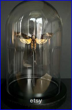 Splendide papillon Sphinx tête de mort Acherontia Atropos XL sous globe contemporain socle noir d'après le film Le silence des agneaux Splendide papillon Sphinx tête de mort Acherontia Atropos XL sous globe contemporain socle noir d'après le film Le silence des agneaux