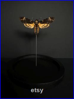 Splendide papillon Sphinx tête de mort Acherontia Atropos XL sous globe contemporain socle noir d'après le film Le silence des agneaux Splendide papillon Sphinx tête de mort Acherontia Atropos XL sous globe contemporain socle noir d'après le film Le silence des agneaux