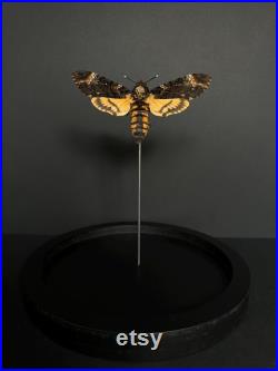 Splendide papillon Sphinx tête de mort Acherontia Atropos XL sous globe contemporain socle noir d'après le film Le silence des agneaux Splendide papillon Sphinx tête de mort Acherontia Atropos XL sous globe contemporain socle noir d'après le film Le silence des agneaux