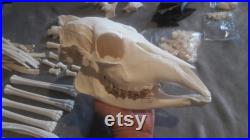 Squelette complet désarticulé de Sitatunga Tragelaphus spekii gratus