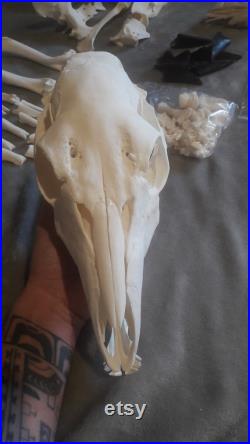 Squelette complet désarticulé de Sitatunga Tragelaphus spekii gratus